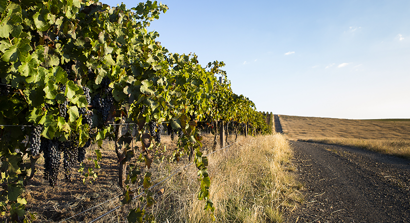 Fighting gully vineyard